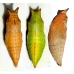 Spicebush Swallowtail troilus pupae 